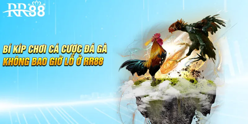 Bí kíp chơi cá cược đá gà không bao giờ lỗ ở RR88