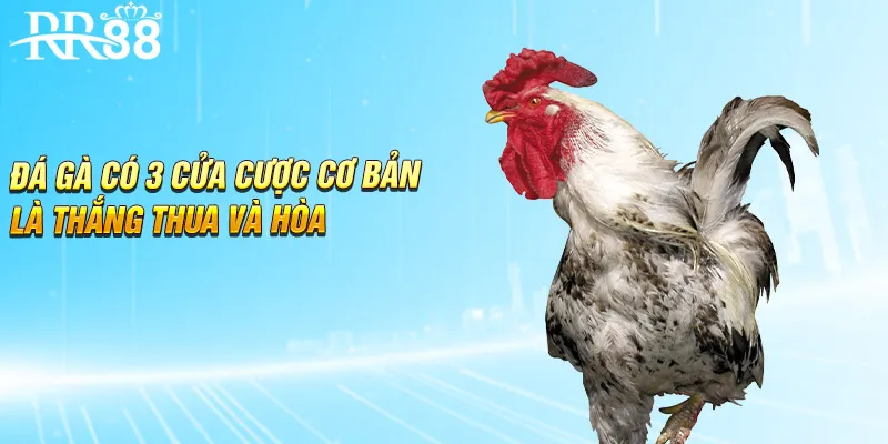 Đá gà có 3 cửa cược cơ bản là thắng thua và hòa