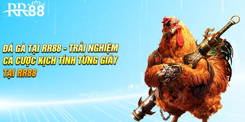 Đá Gà Tại RR88 - Tham Gia Cá Cược Kịch Tính Từng Giây