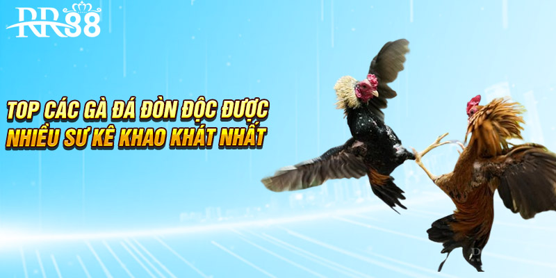Top các gà đá đòn độc được nhiều sư kê khao khát nhất